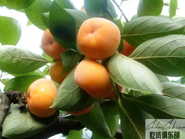 Gongcheng Moon Persimmon