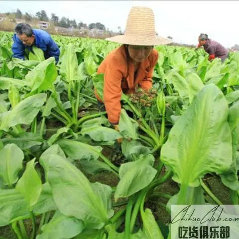 广昌泽泻