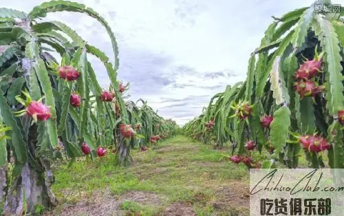 Guanling Dragon Fruit