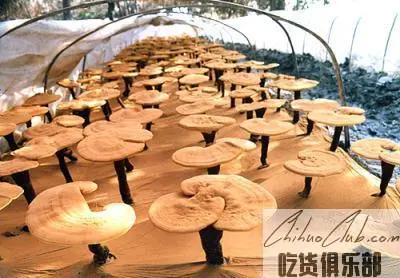 Guanxian glossy ganoderma