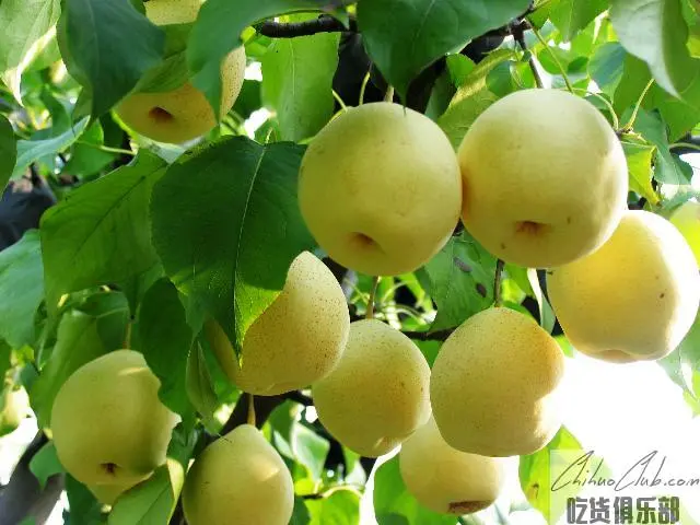 Guanxian Yali Pear