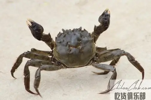 Gucheng Lake Crab