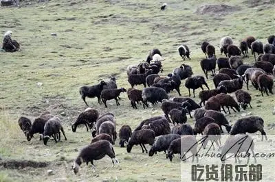 Guinan Black Tibetan Sheep