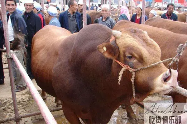 Guyuan Yellow Cattle