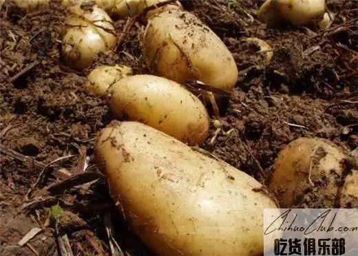 Guyuan Potato