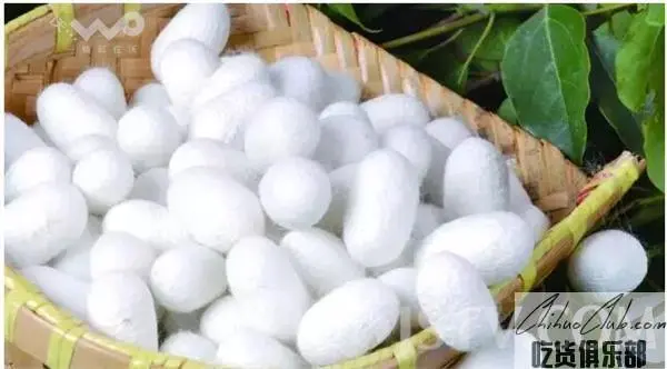 Hai'an silkworm cocoon