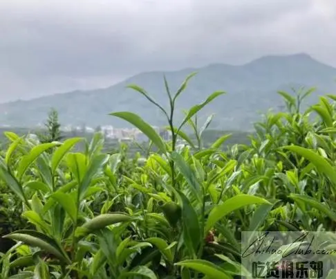 海丰莲花山茶