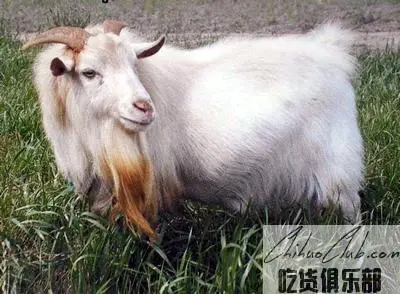 Haimen Goat Meat