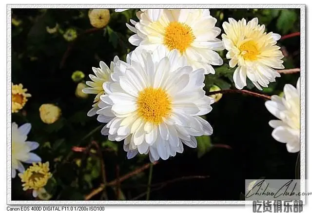 Hang White Chrysanthemum