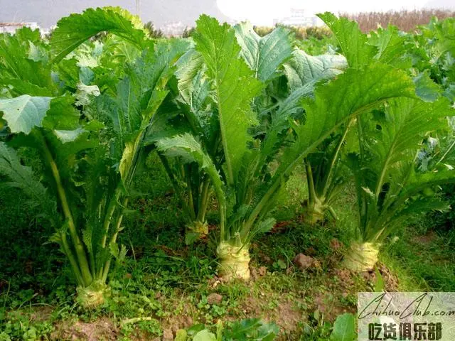 Hengxian kohlrabi