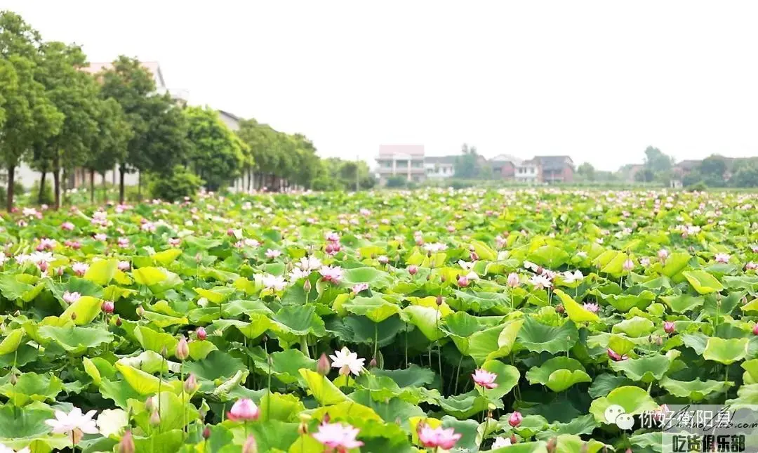 衡阳台源乌莲