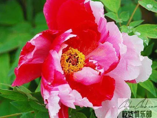 Heze Peony Seed Oil