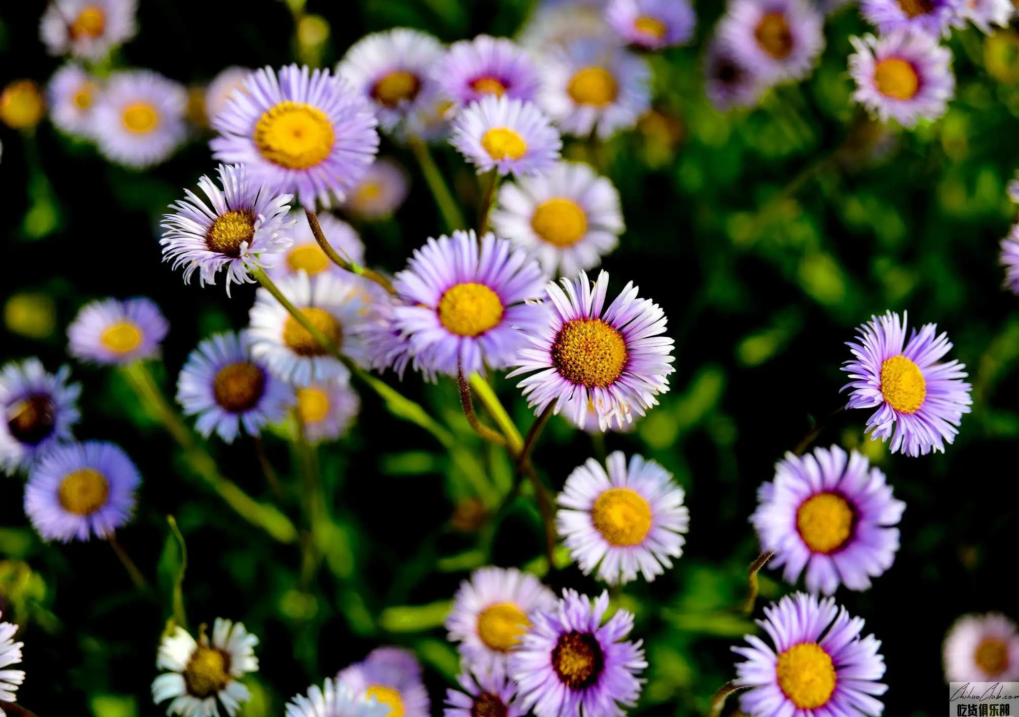 红河灯盏花