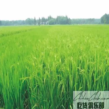 洪湖再生稻米