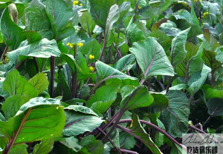 洪山菜薹