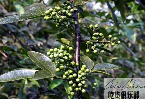 Hong Ya Vine pepper Oil