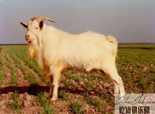 槐山羊板皮(槐皮)