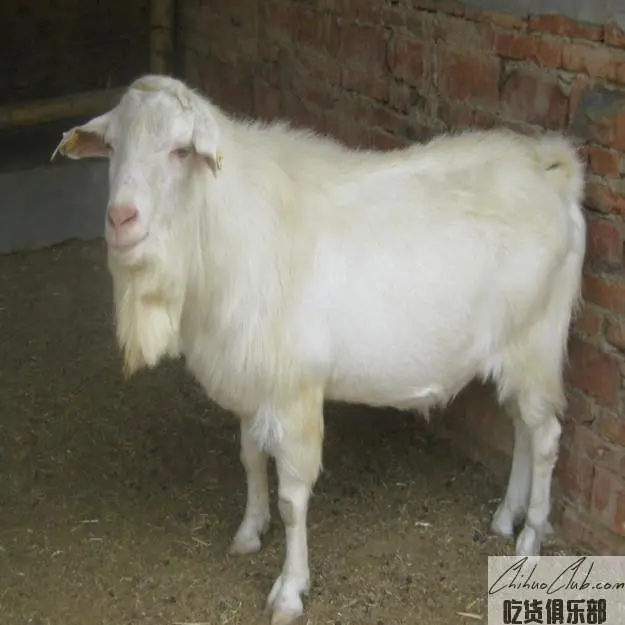 Huaishan goat meat