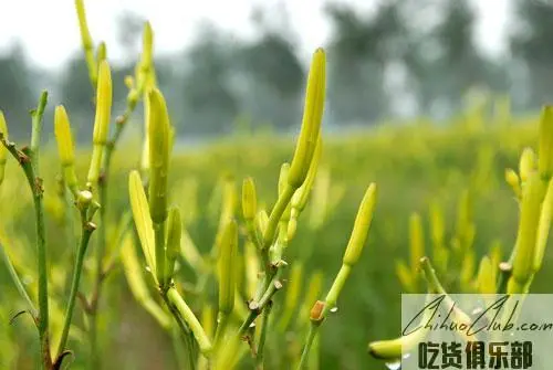 淮阳黄花菜