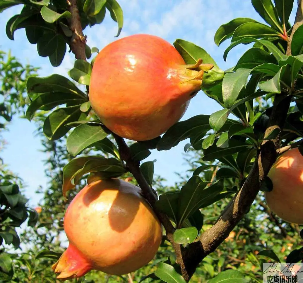 Huaiyuan Pomegranate