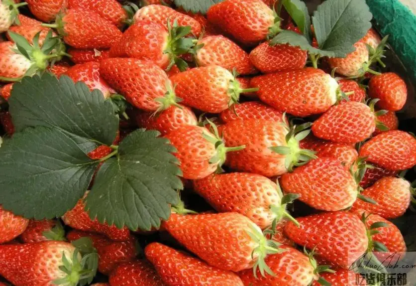 Huangchuan Strawberry