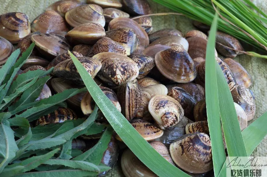 Yellow River mouth clam