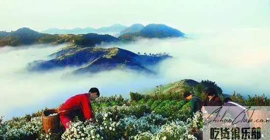 Huangshan Tribute Chrysanthemum