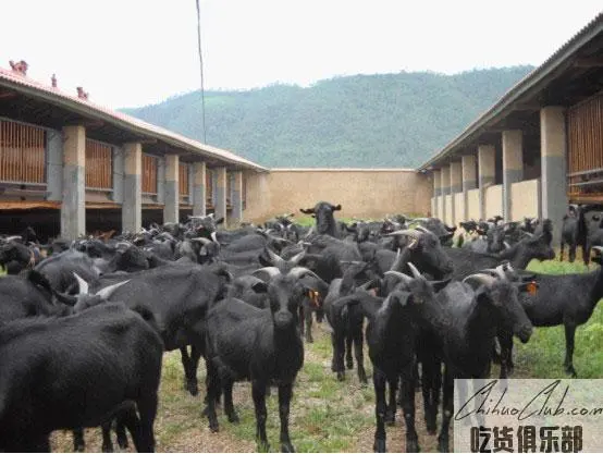 Huili black goat