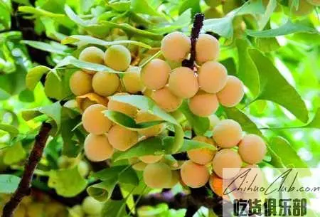 Huixian Ginkgo