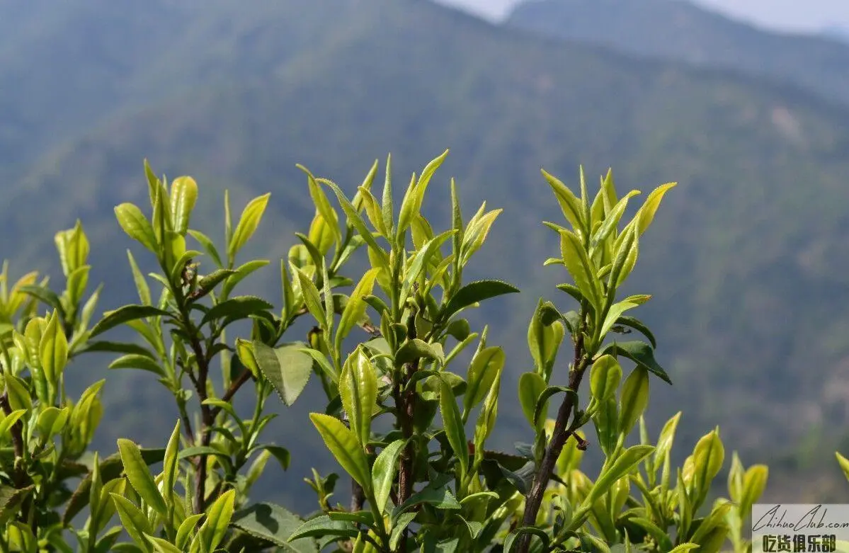 Huoshan Yellow Bud