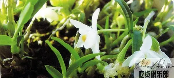 Huoshan Dendrobium