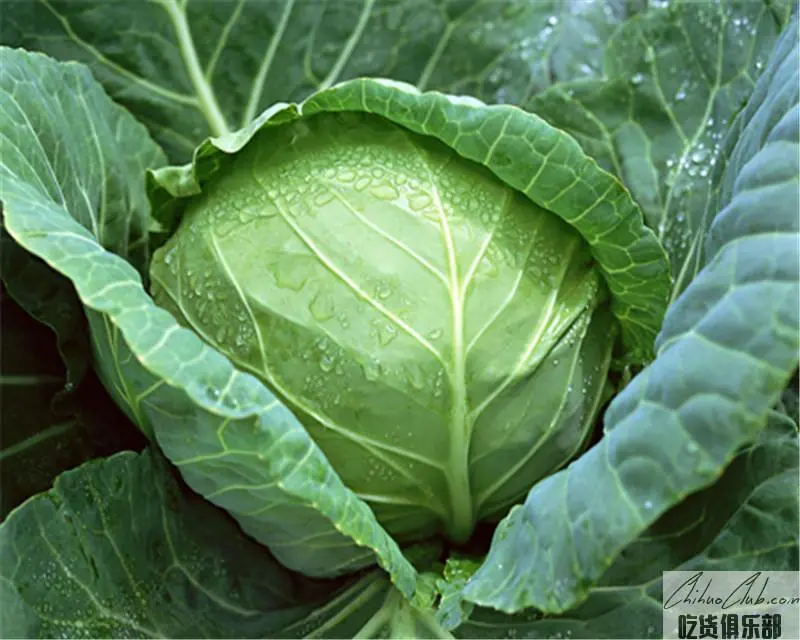 Huoshaoping Cabbage