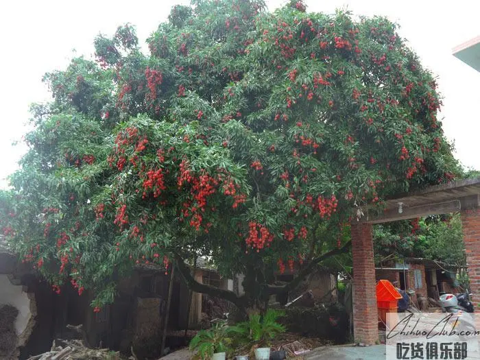 Lushan Litchi