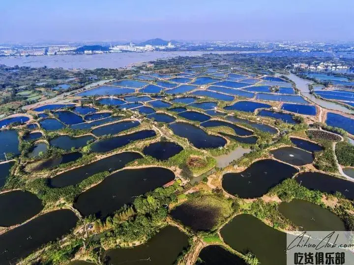 湖州桑基塘鱼