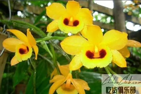 Jiajiang Dendrobium