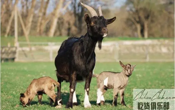 Jiangan Black Goat