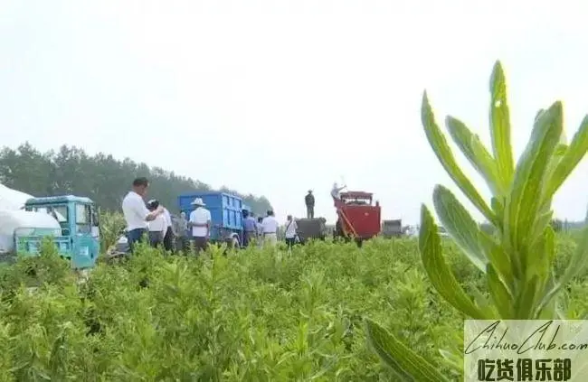 弶港甜叶菊