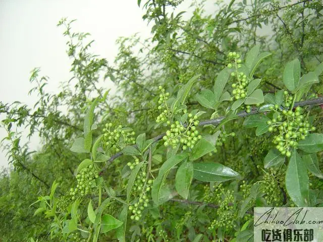 Jiangjin Sichuan Pepper