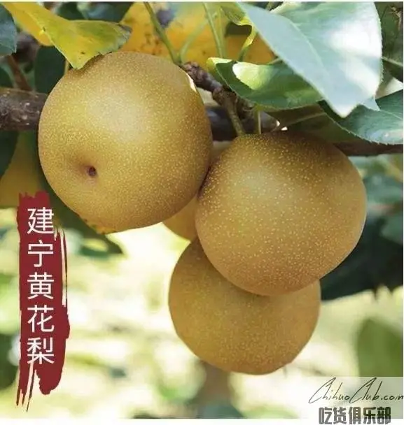 Jianning Yellow Pear wood