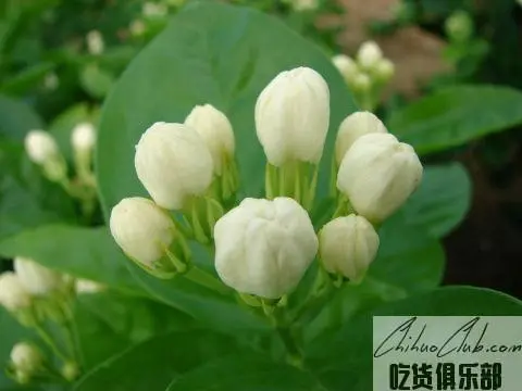 犍为茉莉花茶