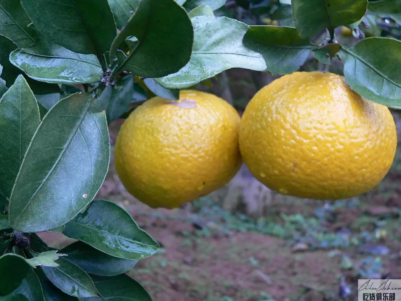 Jianyang Orange Pomelo