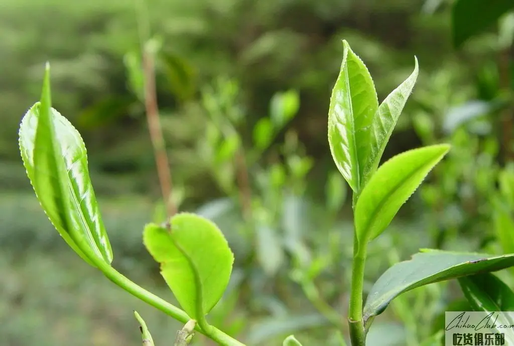 碣滩茶