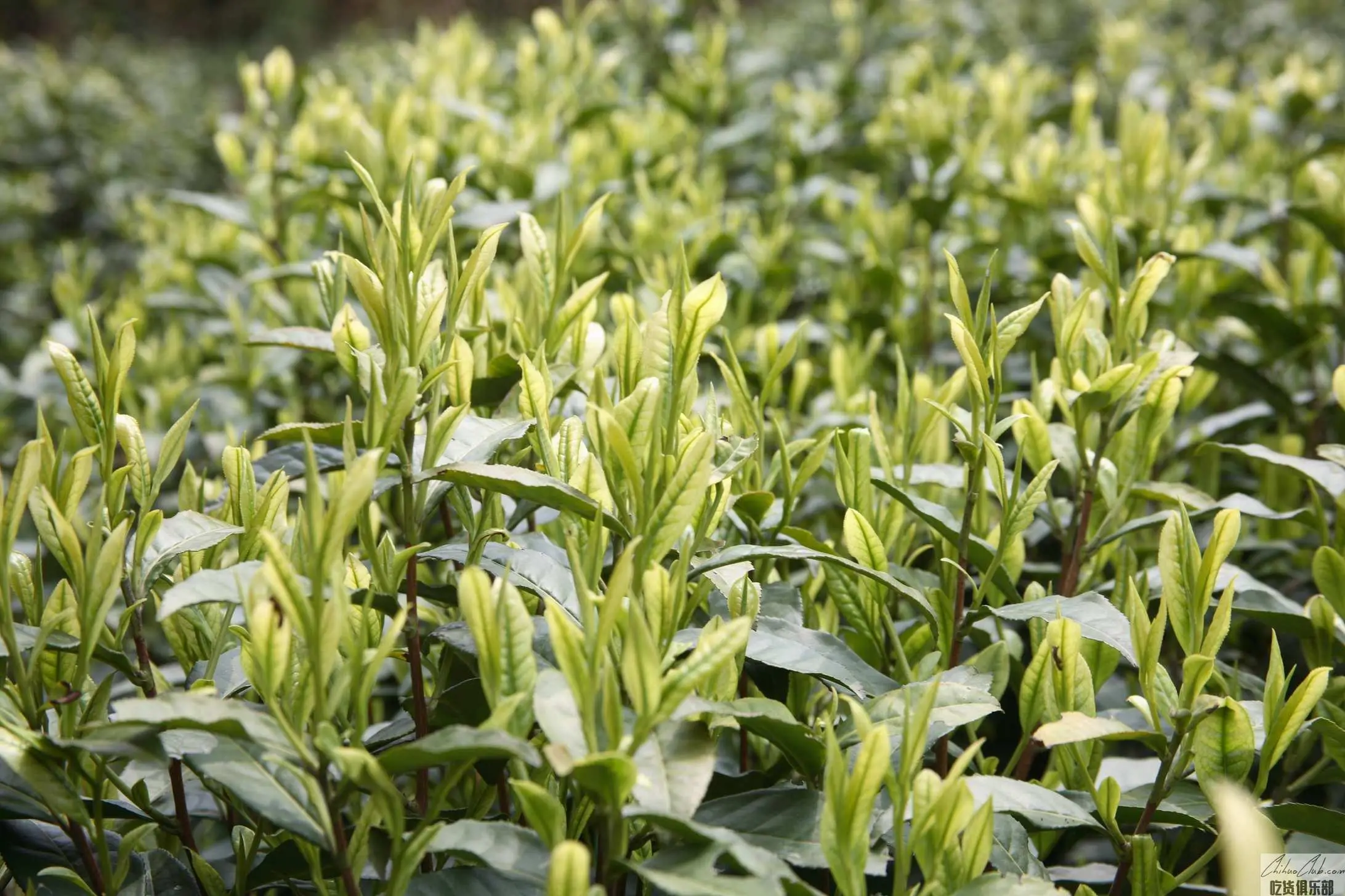 Jing'an White Tea