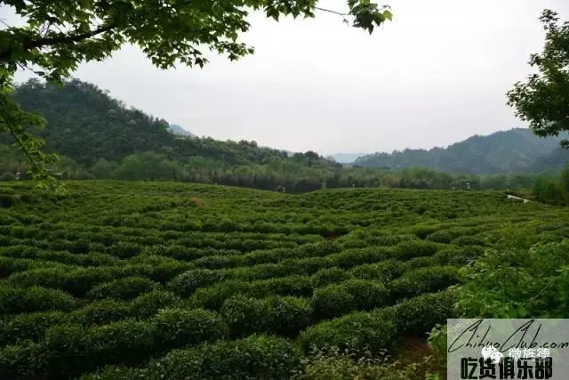 旌德天山真香茶