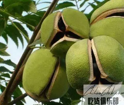 Jingyuan Wenguan Fruit Oil