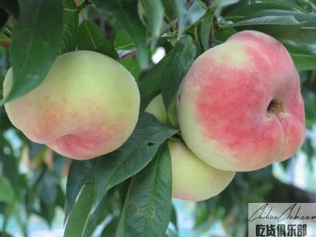 Jinshan Peach