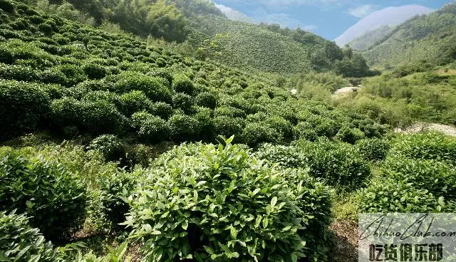 金山时雨茶