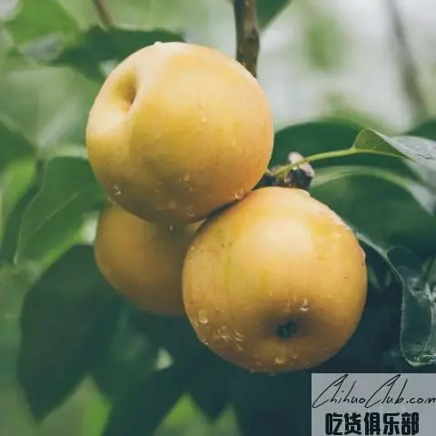 金溪蜜梨