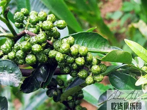 Jinyang Green Sichuan Pepper