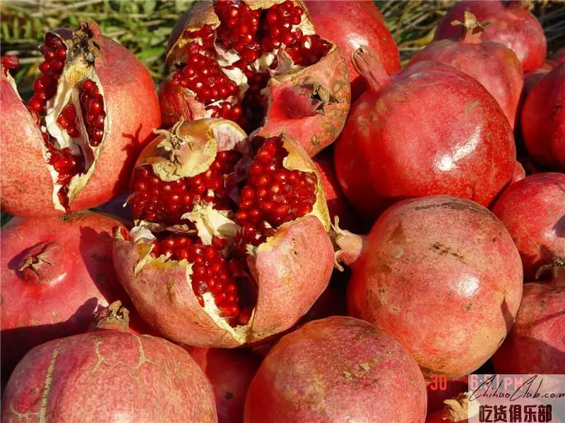 Kashgar Pomegranate